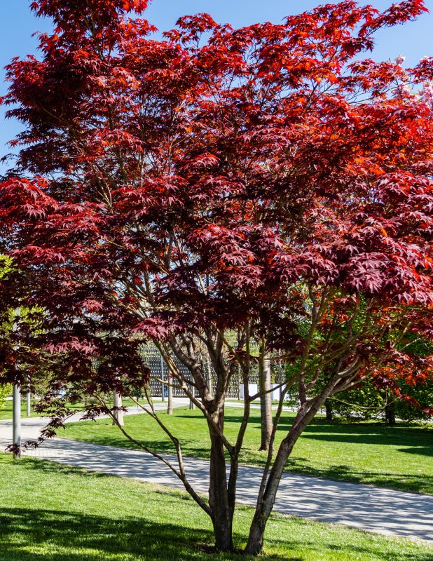 Japanese Maple Pruning in Reno, NV