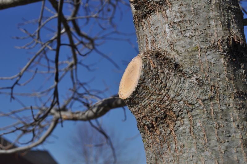Apple Tree Pruning in San Jose, CA