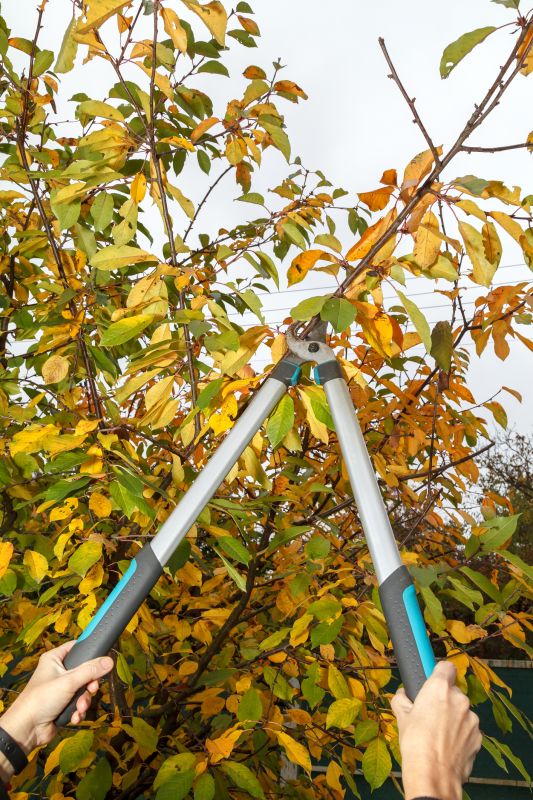 Apple Tree Pruning in Allentown, PA