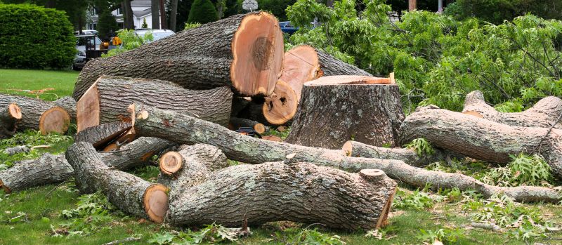 Apple Tree Removal in Bucks County, PA