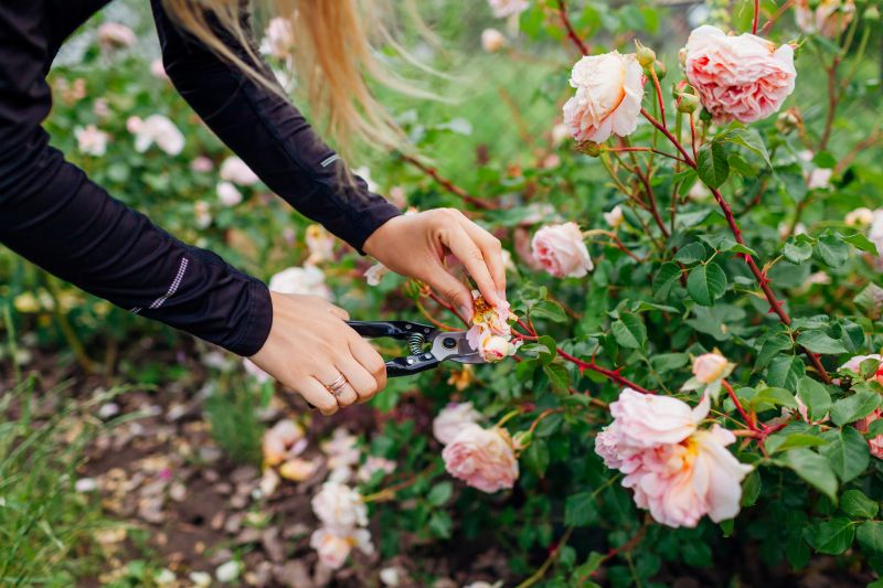 Azalea Pruning in Aiken, SC