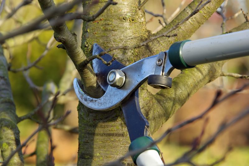 Birch Tree Pruning in Aiken, SC