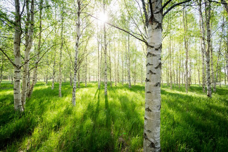 Birch Tree Pruning in San Jose, CA