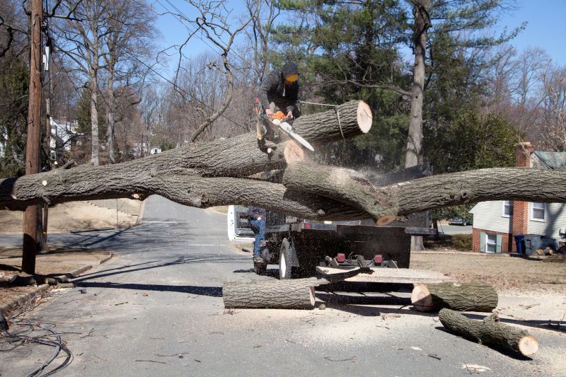 Birch Tree Removal in Allentown, PA