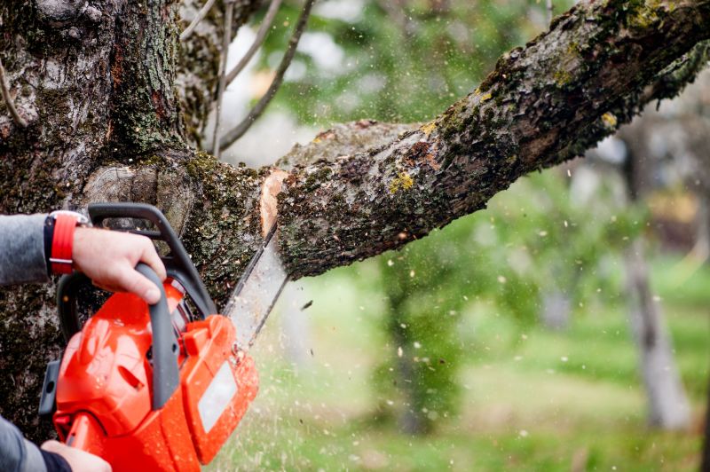 Birch Tree Removal in Bucks County, PA