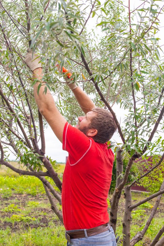 Branches Pruning in Aiken, SC