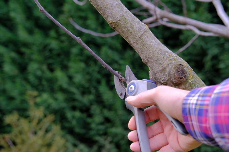 Branches Pruning in Pottstown, PA