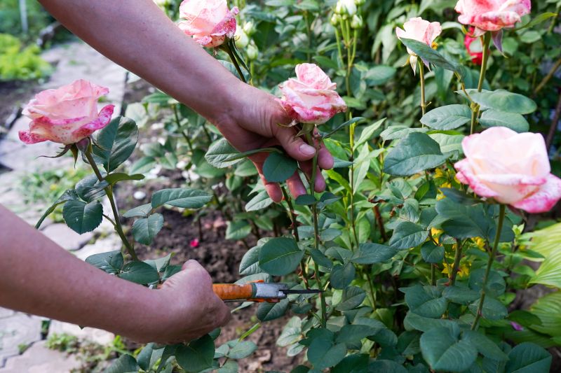 Bush Pruning in Ventura County, CA