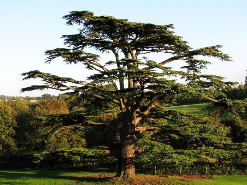 Cedar Tree Pruning in Pottstown, PA