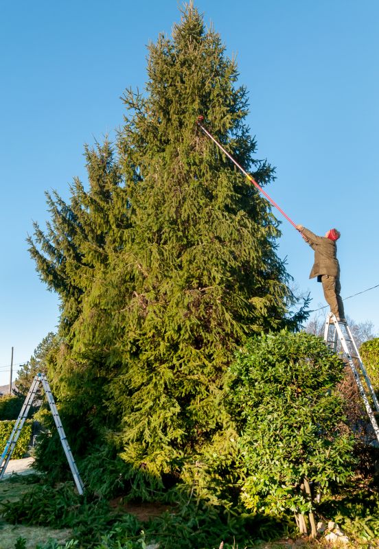 Cedar Tree Trimming in San Jose, CA