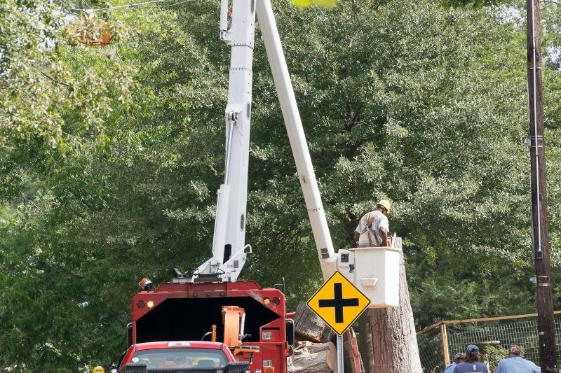 Commercial Tree Service in San Jose, CA