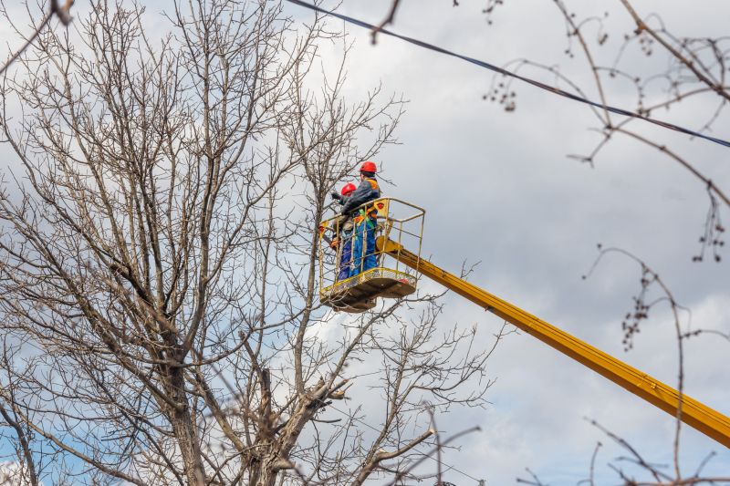 Commercial Tree Trimming in Aiken, SC
