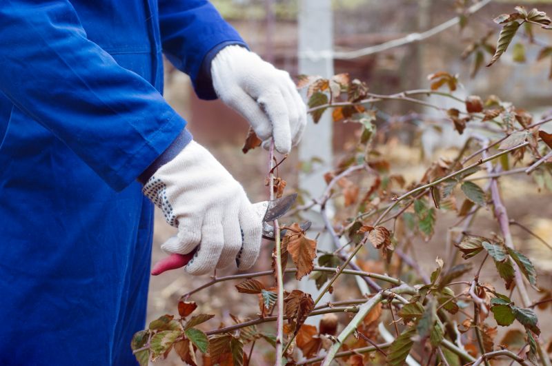 Crape Myrtle Pruning in Honolulu, HI