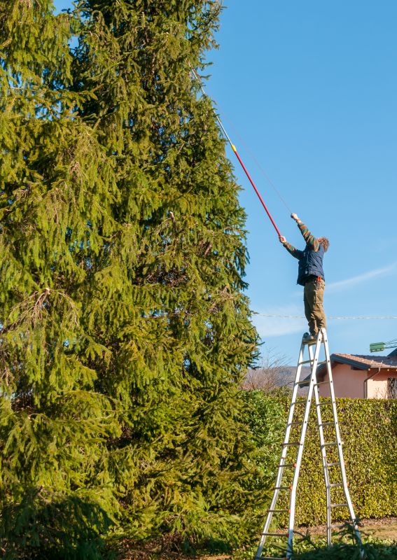 Cypress Tree Trimming in Allentown, PA