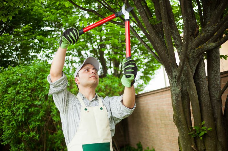 Hickory Tree Trimming in Doylestown, PA