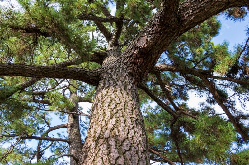 Juniper Trimming in Aiken, SC
