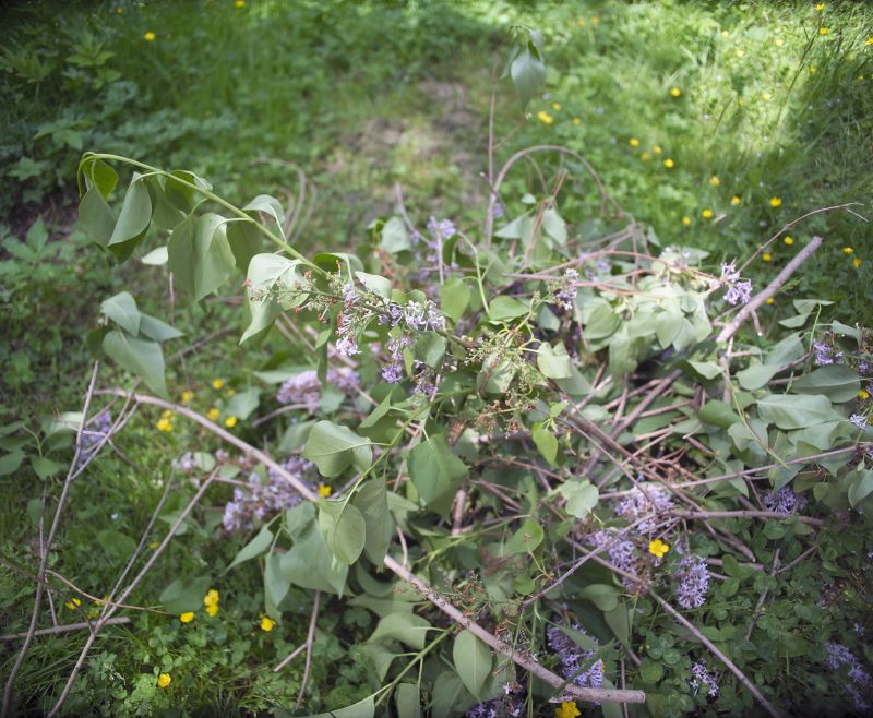 Lilac Trimming Service in Ventura County, CA