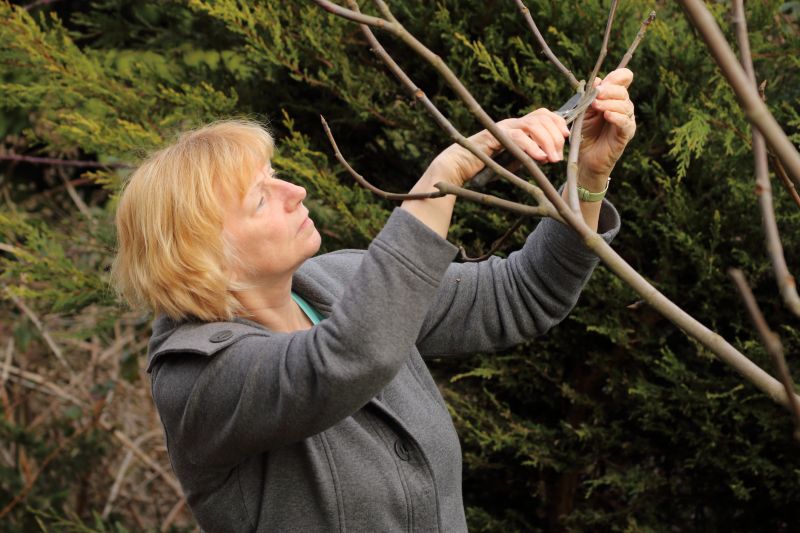 Limb Pruning in Allentown, PA