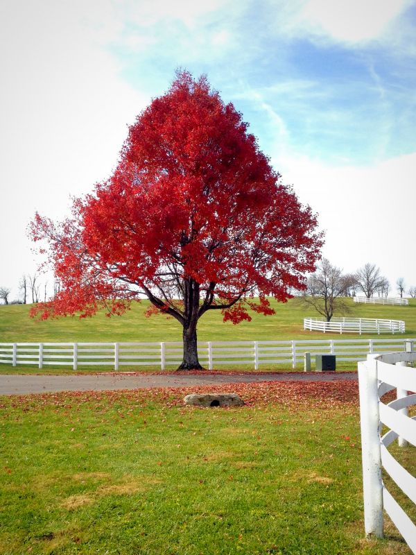 Maple Tree Pruning in Doylestown, PA