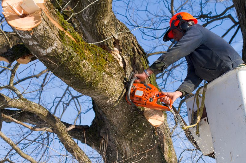 Mimosa Tree Removal in Allentown, PA