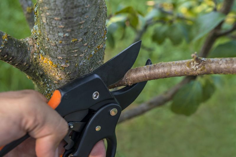 Palm Tree Removal in Reno, NV