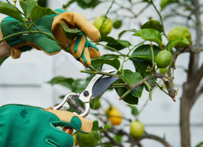 Peach Tree Pruning in Doylestown, PA