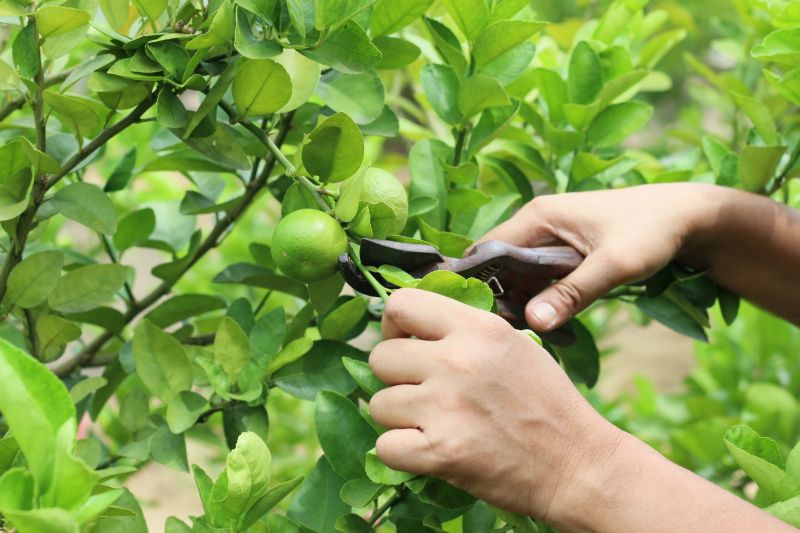 Pear Tree Pruning in Allentown, PA