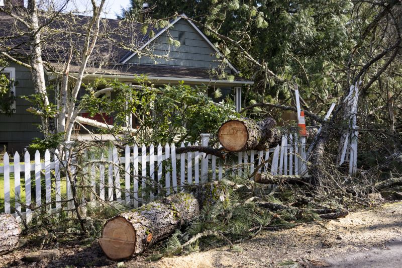 Spruce Tree Removal in Aiken, SC