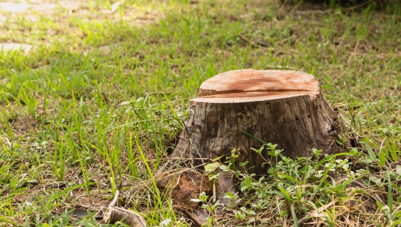 Stump Cutting in Aiken, SC