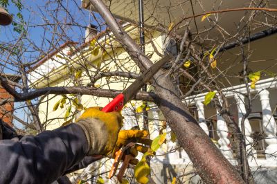 Tree Maintenance Service in Allentown, PA