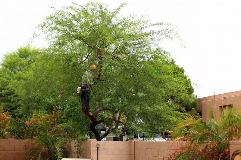 Tree Service in Montgomery County, PA
