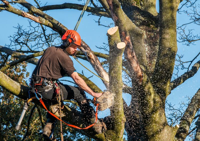 Safety Measures in Tree Trimming