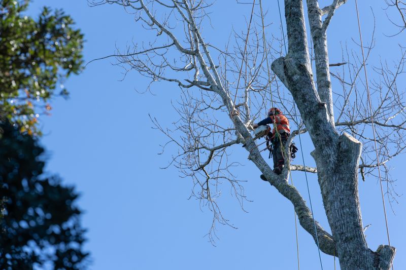 Specialized Arborist Teams