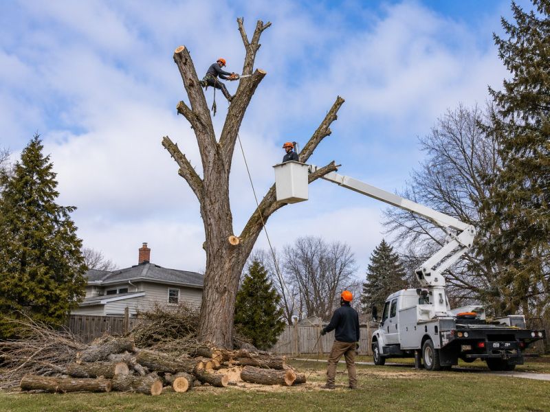 Willow Tree Removal in Pottstown, PA